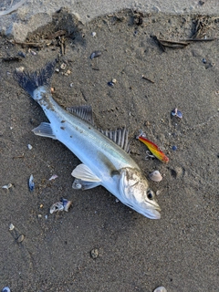 フッコ（マルスズキ）の釣果