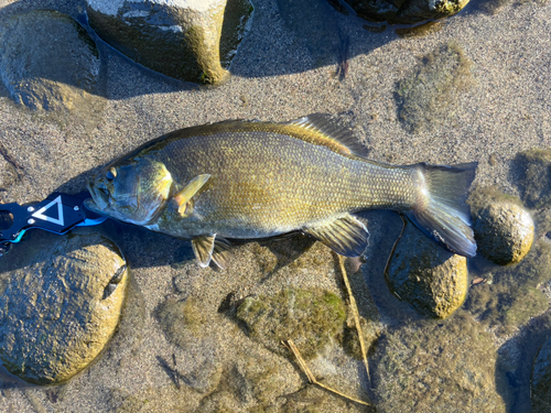 スモールマウスバスの釣果