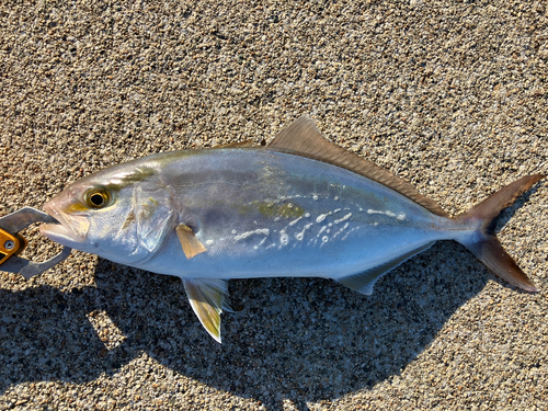 ショゴの釣果