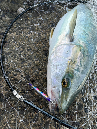 メジロの釣果