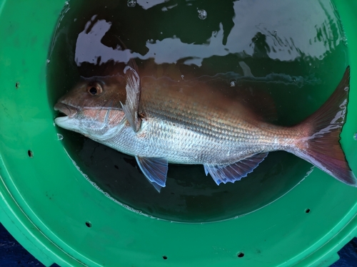 マダイの釣果