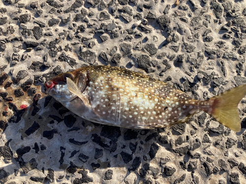 アイゴの釣果