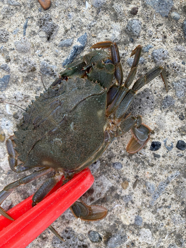 カニの釣果