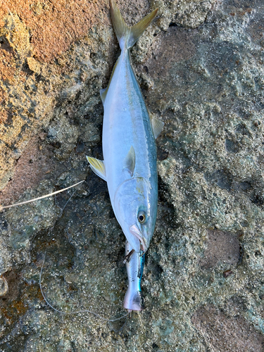 ヤズの釣果