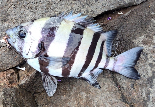 イシダイの釣果