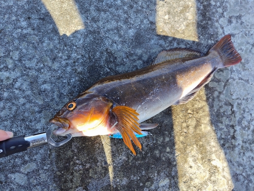 アイナメの釣果