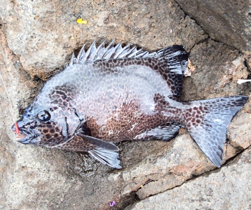 イシガキダイの釣果