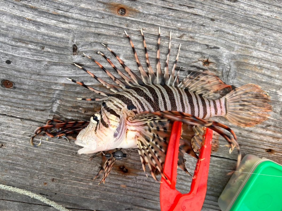 みっとっとさんの釣果 2枚目の画像