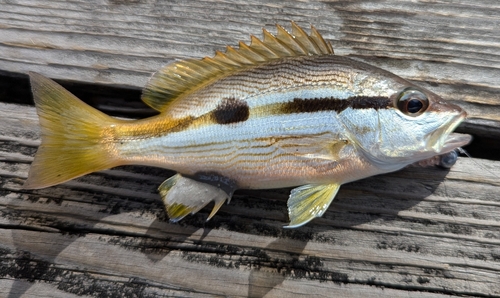 ヨコスジフエダイの釣果