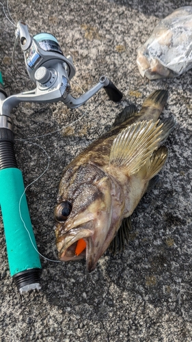 シマソイの釣果