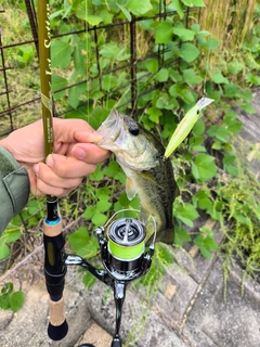 ブラックバスの釣果