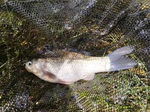 ヘラブナの釣果