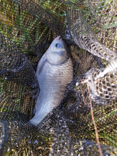 ヘラブナの釣果