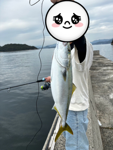 ヤズの釣果