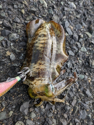 アオリイカの釣果