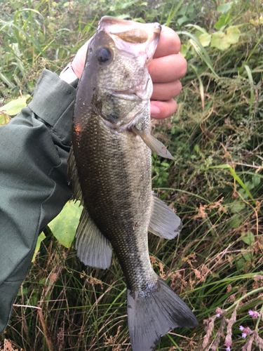 ラージマウスバスの釣果