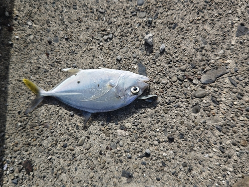 メッキの釣果