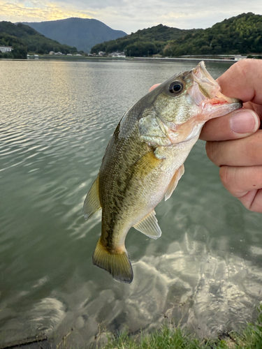 ラージマウスバスの釣果