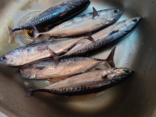 マルソウダの釣果