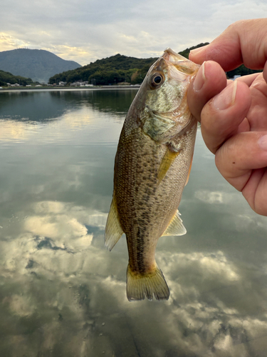 ラージマウスバスの釣果