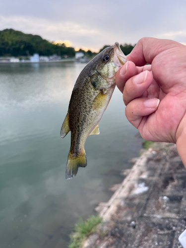 ラージマウスバスの釣果