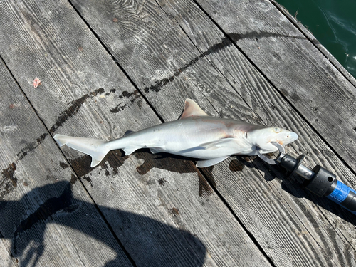 サメの釣果