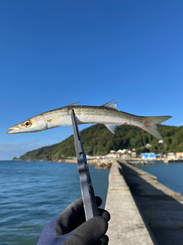 カマスの釣果