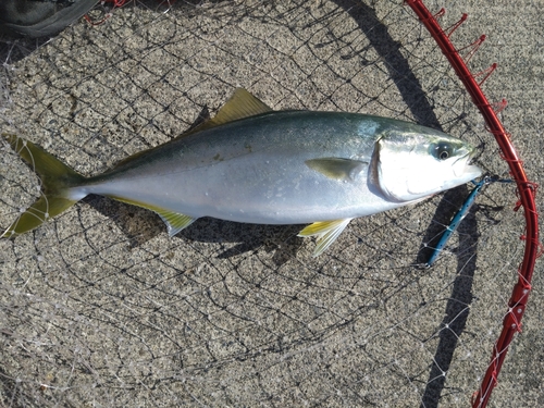 イナダの釣果