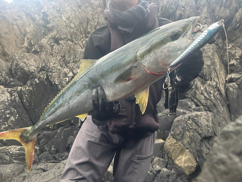 ワラサの釣果