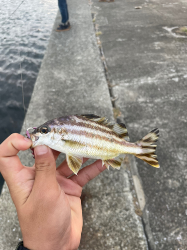 シマイサキの釣果