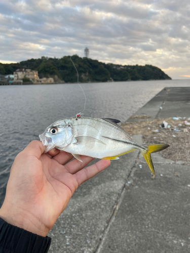 メッキの釣果