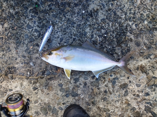 ネリゴの釣果