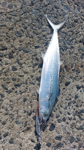 サゴシの釣果