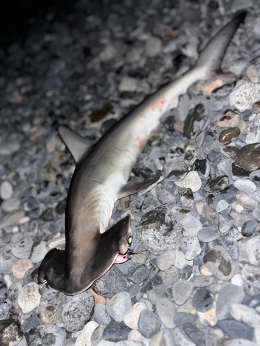 ハンマーヘッドシャークの釣果