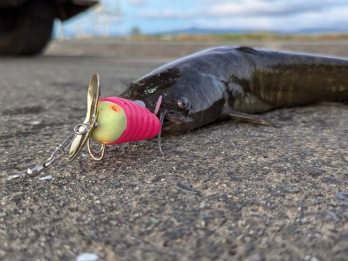 ナマズの釣果