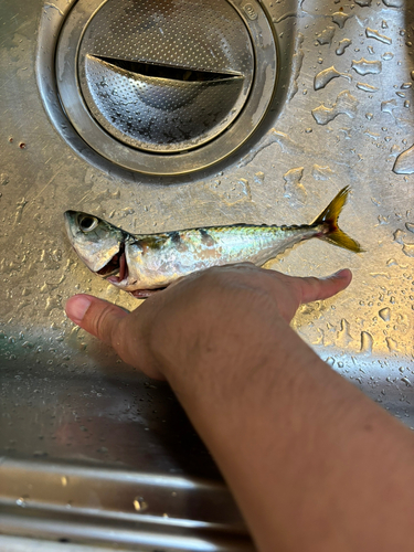 サバの釣果