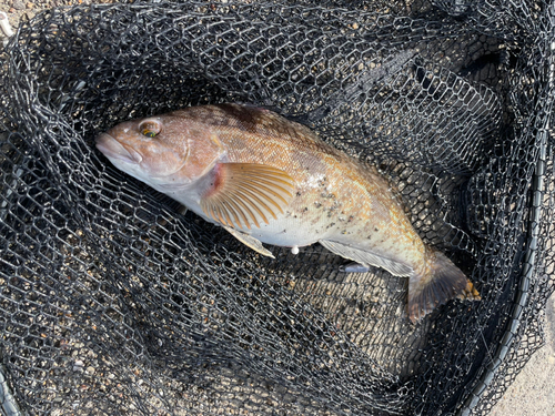 アブラコの釣果