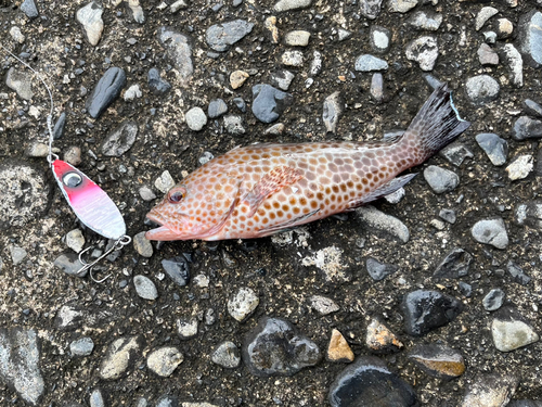 オオモンハタの釣果