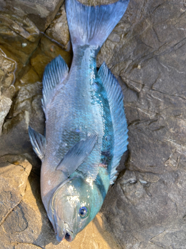 メジナの釣果