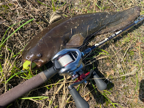 ナマズの釣果