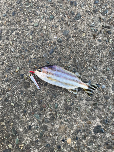 コトヒキの釣果