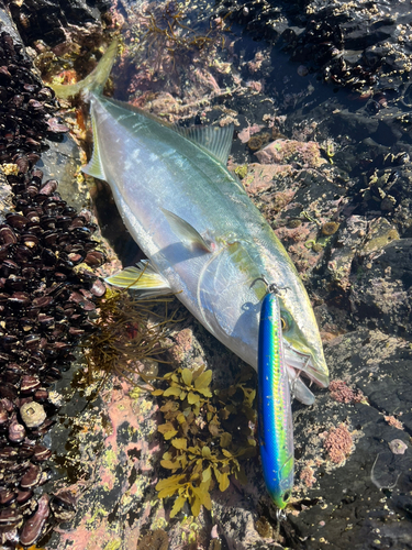 イナダの釣果