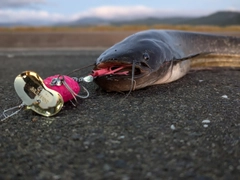 ナマズの釣果