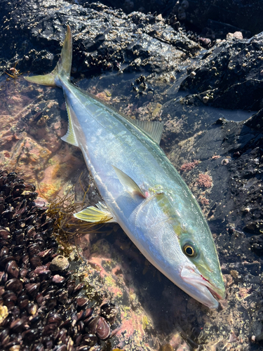 イナダの釣果