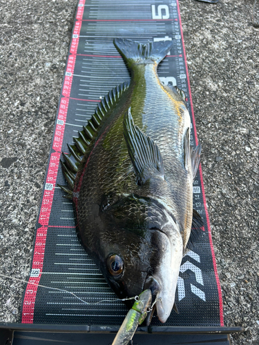 チヌの釣果