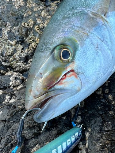 ヒラマサの釣果