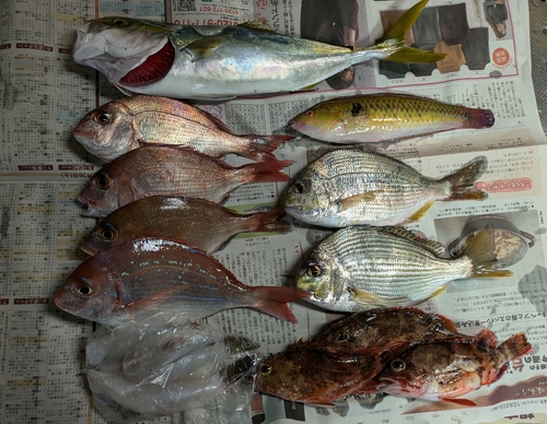 ツバスの釣果