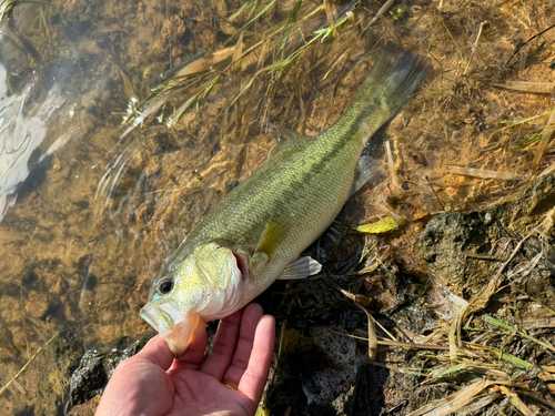 ブラックバスの釣果