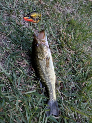 ラージマウスバスの釣果