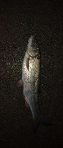 ウグイの釣果